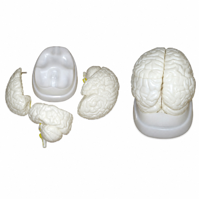 Cerveau humain