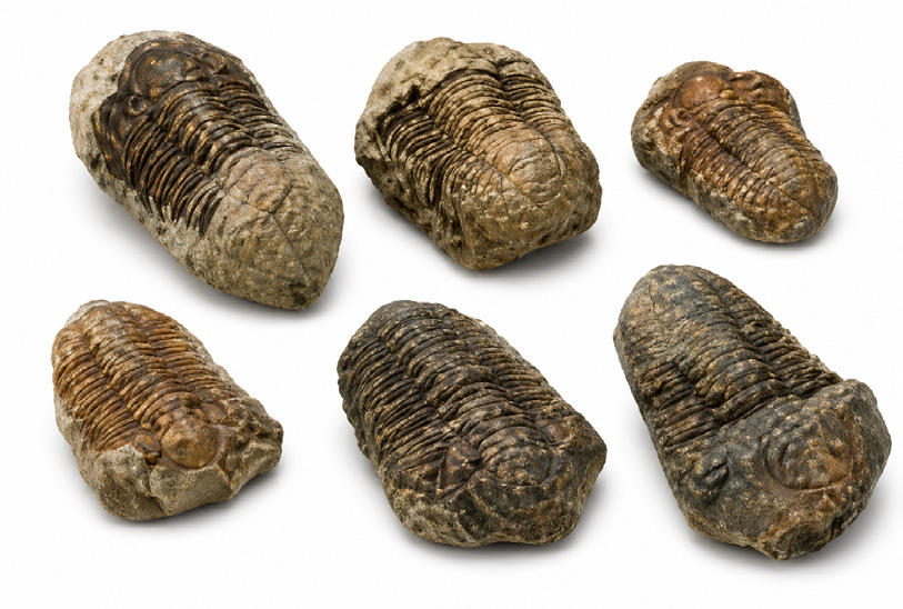 Fossiles véritables de trilobites