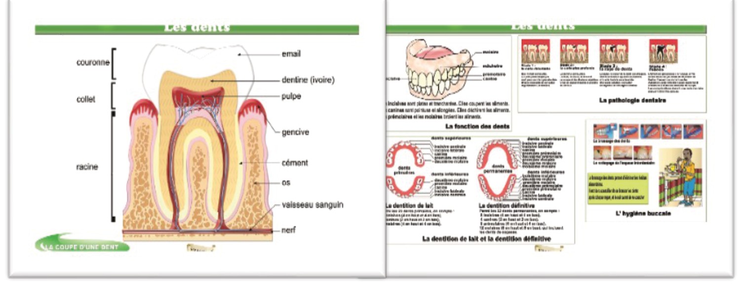 Planche SVT — les dents humaines