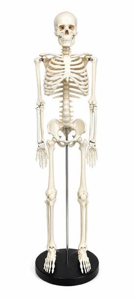 Squelette humain 85 cm