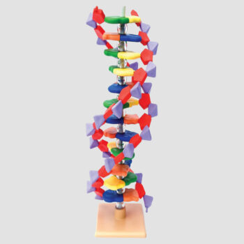 La structure de l’ADN
