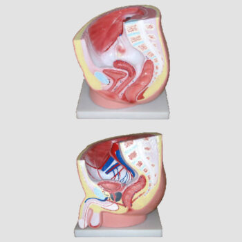 Le système génital humain