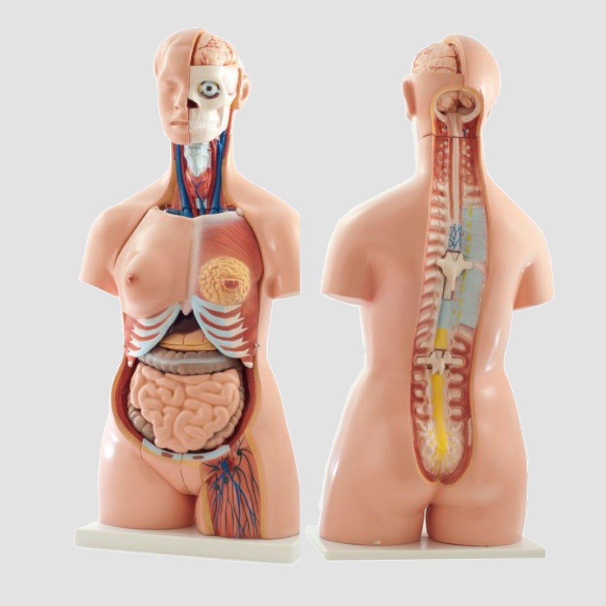 Modèle anatomique du Torse humain bisexué 85 cm en 26 parties (dos
