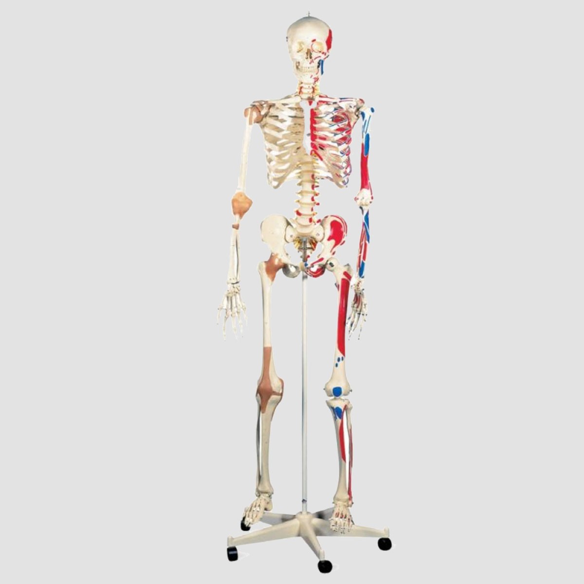https://unitrade.sn/wp-content/uploads/2022/07/Mode%CC%80le-anatomique-du-squelette-humain-musculaire-et-ligamentaire.jpg
