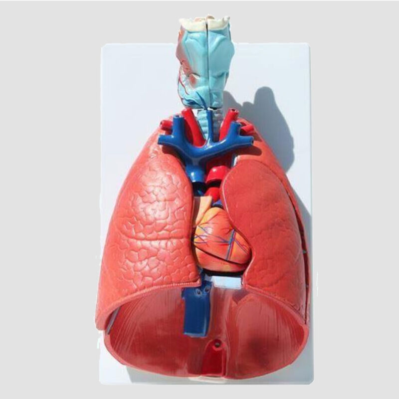 Modèle anatomique du système respiratoire humain
