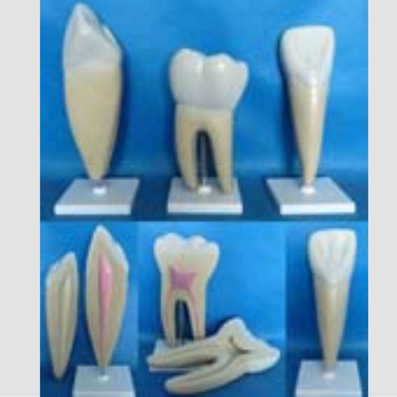 modèle anatomique de la dent-humaine-(canine et molaire en 2parties
