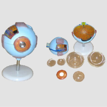 Modèle anatomique de l’œil humain en 6 parties