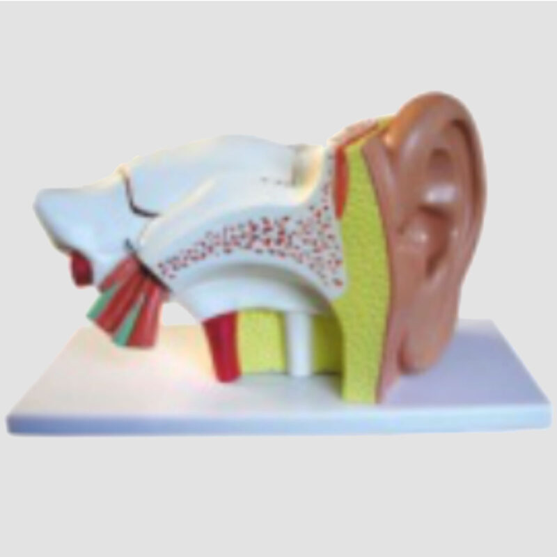 Modèle anatomique de l’oreille humaine