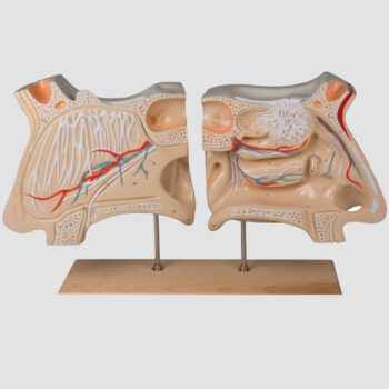 Modèle anatomique du Système Olfactif Agrandi 4 fois