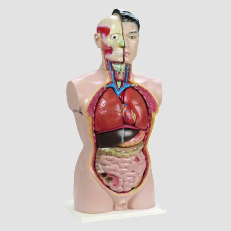 Modèle anatomique du Torse humain 85 cm en 21 parties