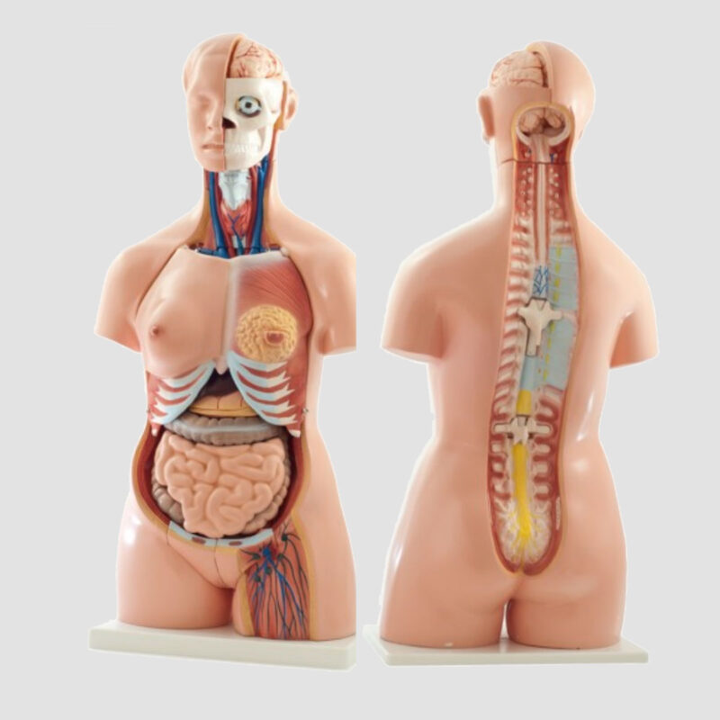 Modèle anatomique du Torse humain bisexué 85 cm en 26 parties (dos ouvert)