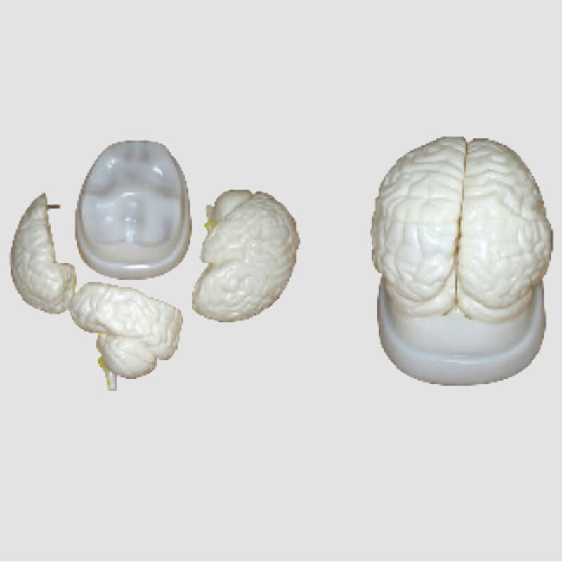 Modèle anatomique du cerveau humain en 3 parties