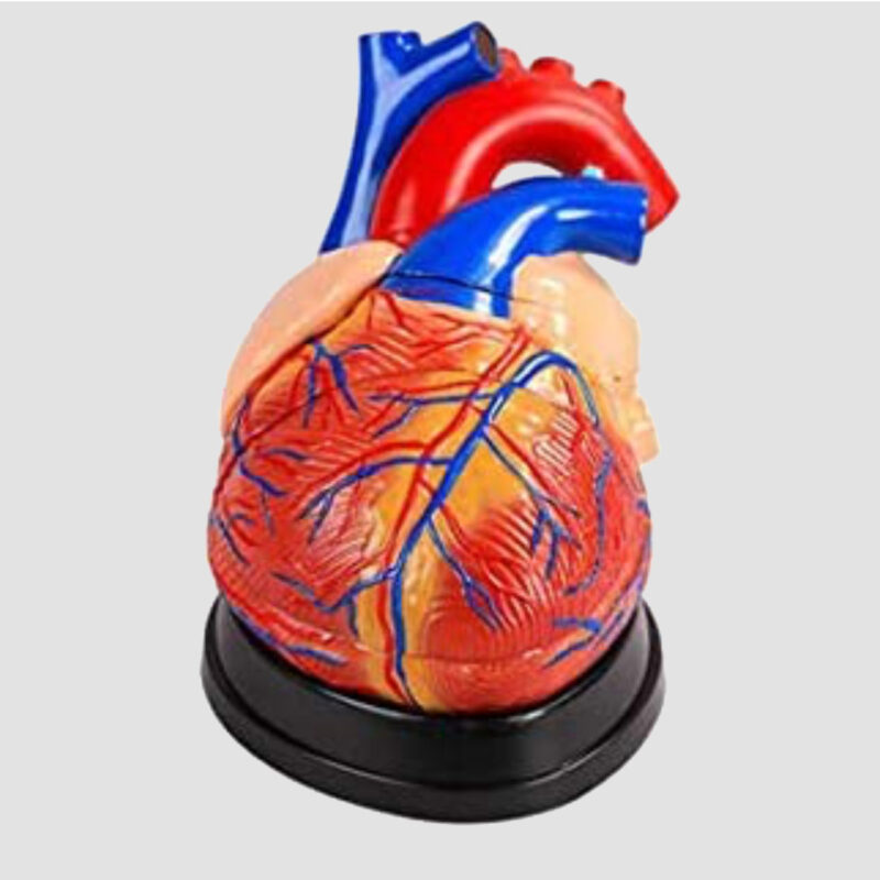 Modèle anatomique du cœur humain