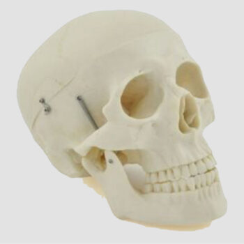 Modèle anatomique du crane humain en 3 parties