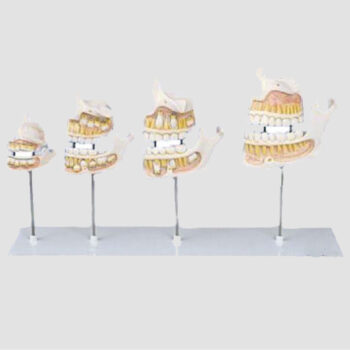 Modèle anatomique du développement de la dentition humaine