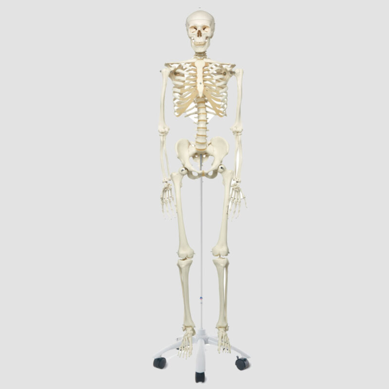 Modèle anatomique du squelette humain