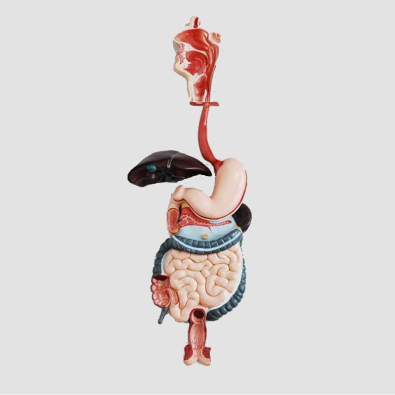 Modèle anatomique du système digestif humain