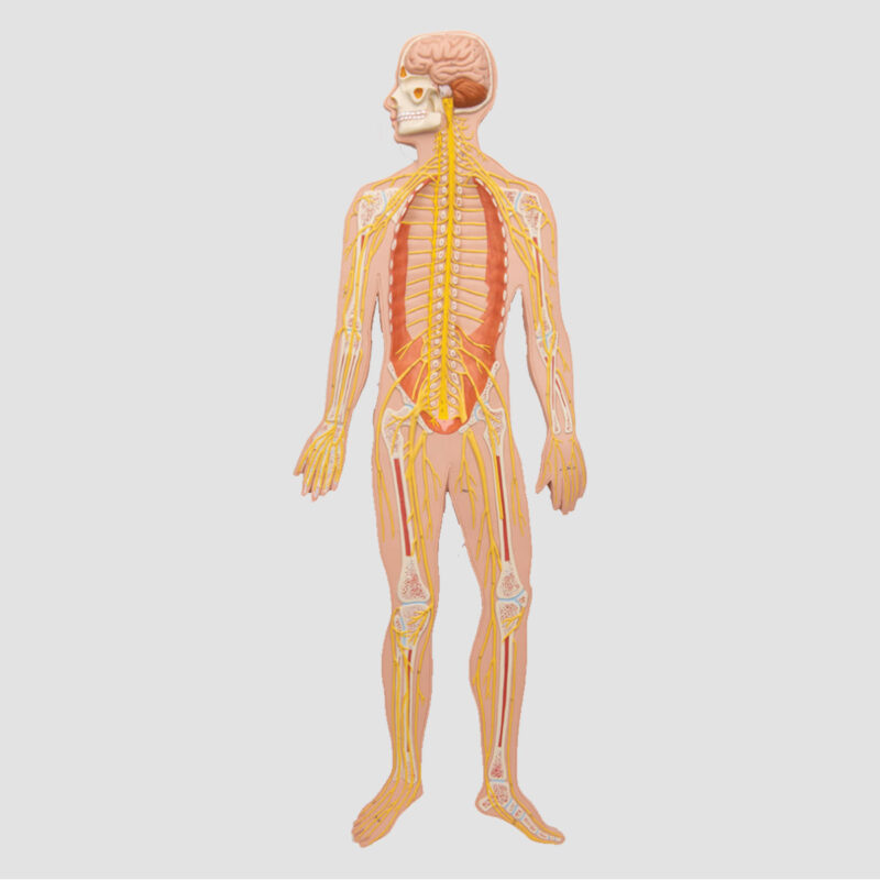 Modèle anatomique du système nerveux humain