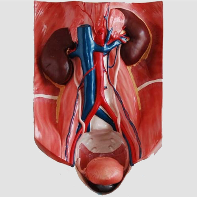 Modèle anatomique du système urinaire humain