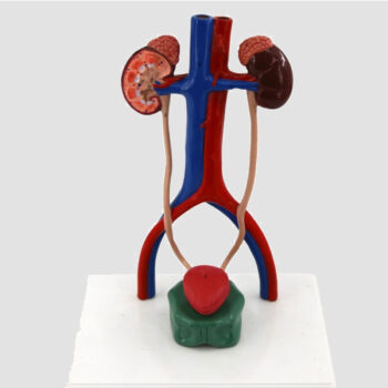 Modèle anatomique du système urinaire humain