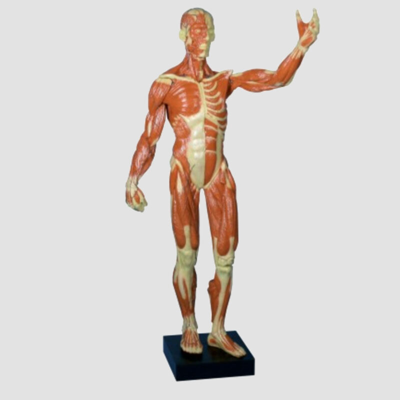 Modèle anatomique musculaire bisexué en 37 parties